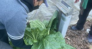 미래의 의사는 농부님의 배추 · 수확 작성글 사진