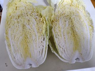 미래의 의사는 농부님의 배추 · 수확 작성글 사진