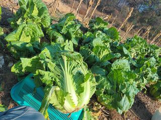 유외선님의 자유주제 · 자유게시판 작성글 사진