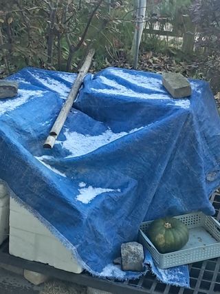 서상기 은퇴농장님의 마늘 · 일상 작성글 사진