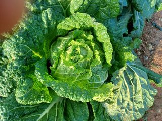 김태남님의 배추 · 파종•정식 작성글 사진