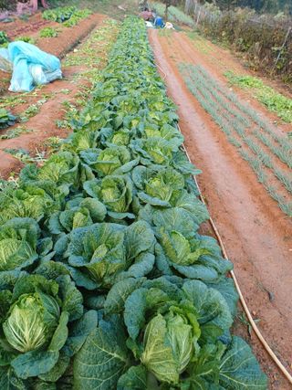 김태남님의 배추 · 파종•정식 작성글 사진