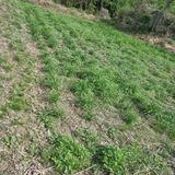 팜모닝 · 게시글 이미지