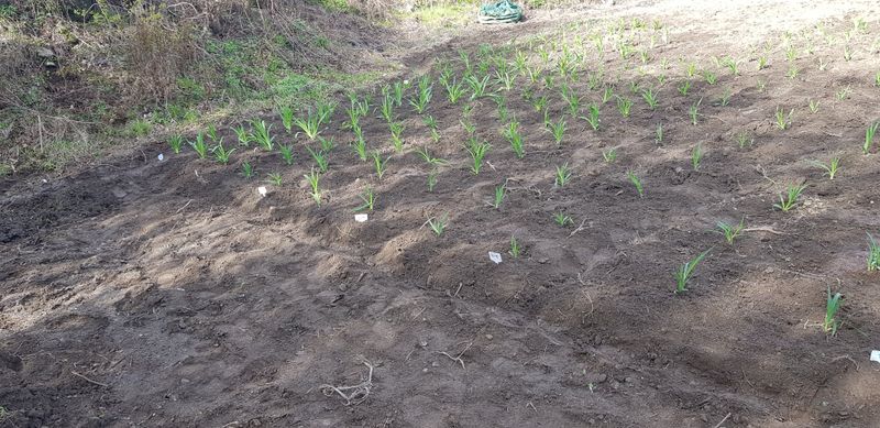 루이스장님의 장터 판매 상품 [데일릴리 야생화 모종 판매 1모] 첨부 사진