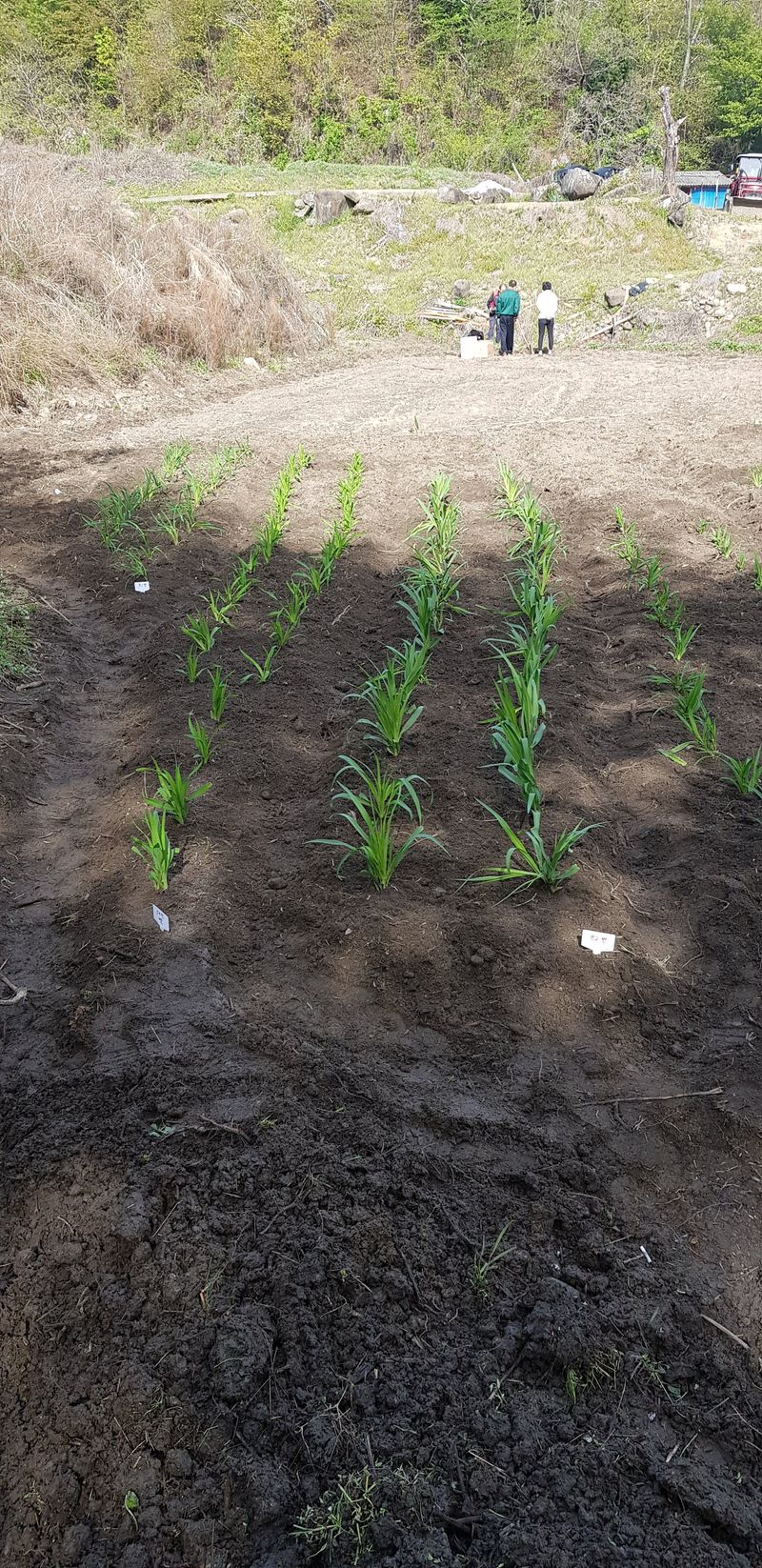 루이스장님의 장터 판매 상품 [데일릴리 야생화 모종 판매 1모] 첨부 사진