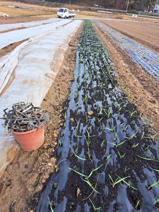 좋은인연님의 마늘 · 영농일지 작성글 사진