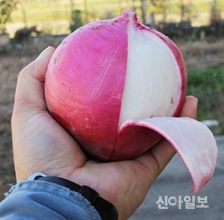 농업회사법인무지개주식회사님의 기타작물 · 자유게시판 작성글 사진