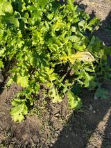 팜모닝 배추·병해충상담 게시글 이미지