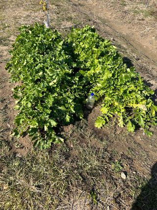 금강농원님의 배추 · 병해충상담 작성글 사진