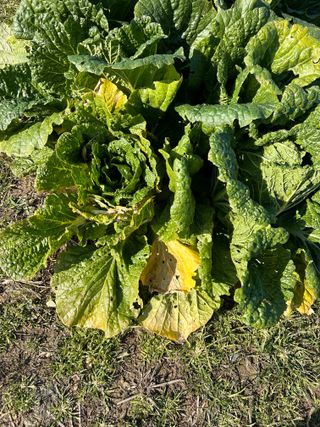 금강농원님의 배추 · 병해충상담 작성글 사진