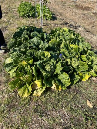 금강농원님의 배추 · 병해충상담 작성글 사진