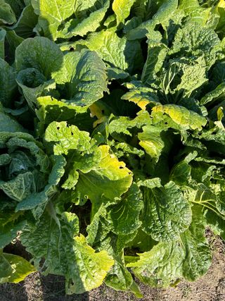 금강농원님의 배추 · 병해충상담 작성글 사진