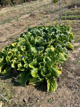 금강농원님의 배추 · 병해충상담 작성글 사진