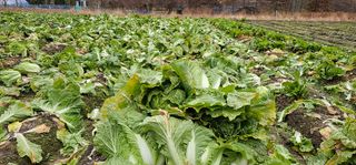 백용기님의 자유주제 · 자유게시판 작성글 사진