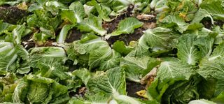 백용기님의 자유주제 · 자유게시판 작성글 사진