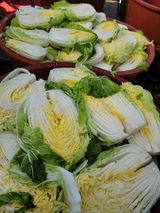 팜모닝 배추·일상 게시글 이미지