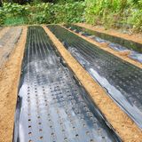 팜모닝 마늘·영농일지 게시글 이미지