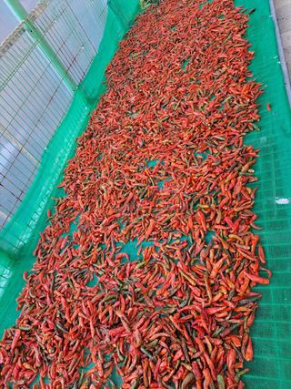 강정희님의 고추 · 수확 작성글 사진