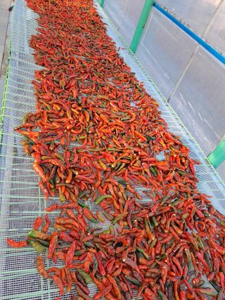 강정희님의 고추 · 수확 작성글 사진