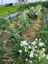 팜모닝 기타작물·영농일지 게시글 이미지