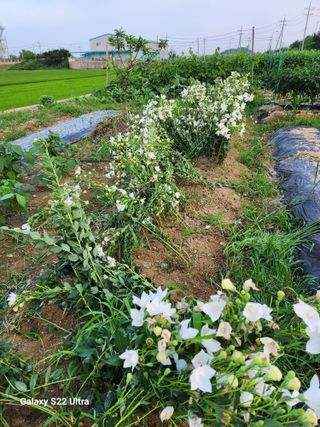박해용(세건농장)님의 기타작물 · 영농일지 작성글 사진