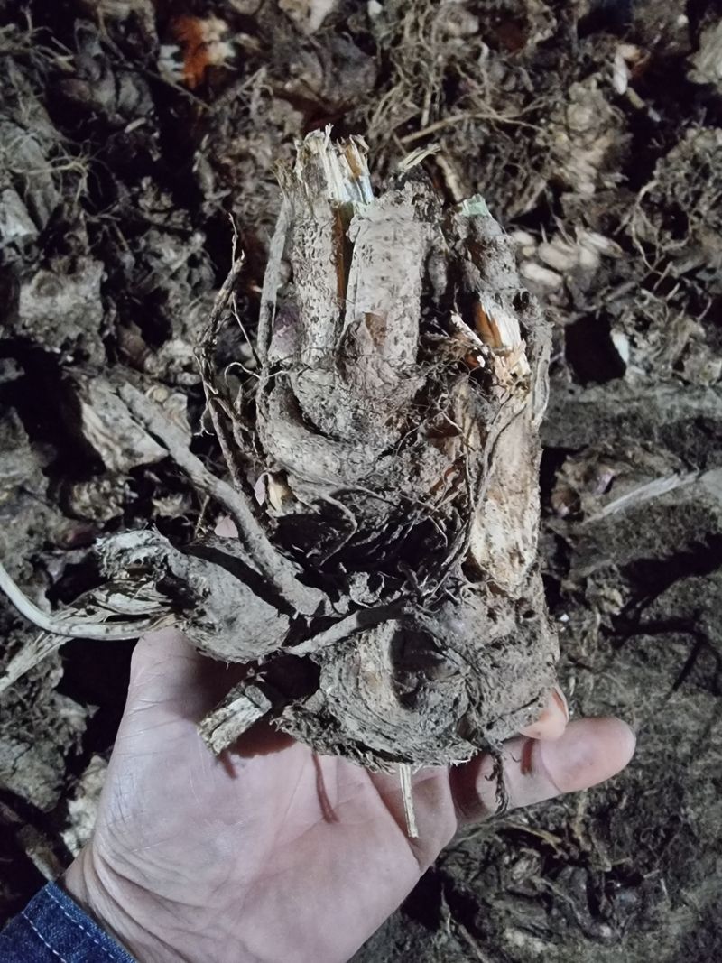 장터 상품 [땅두릅 뇌두 (종근)] 썸네일