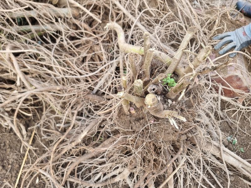 고원산야초 님의 장터 판매 상품 [땅두릅 뇌두 (종근)] 첨부 사진