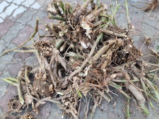 고원산야초 님의 작성글 사진