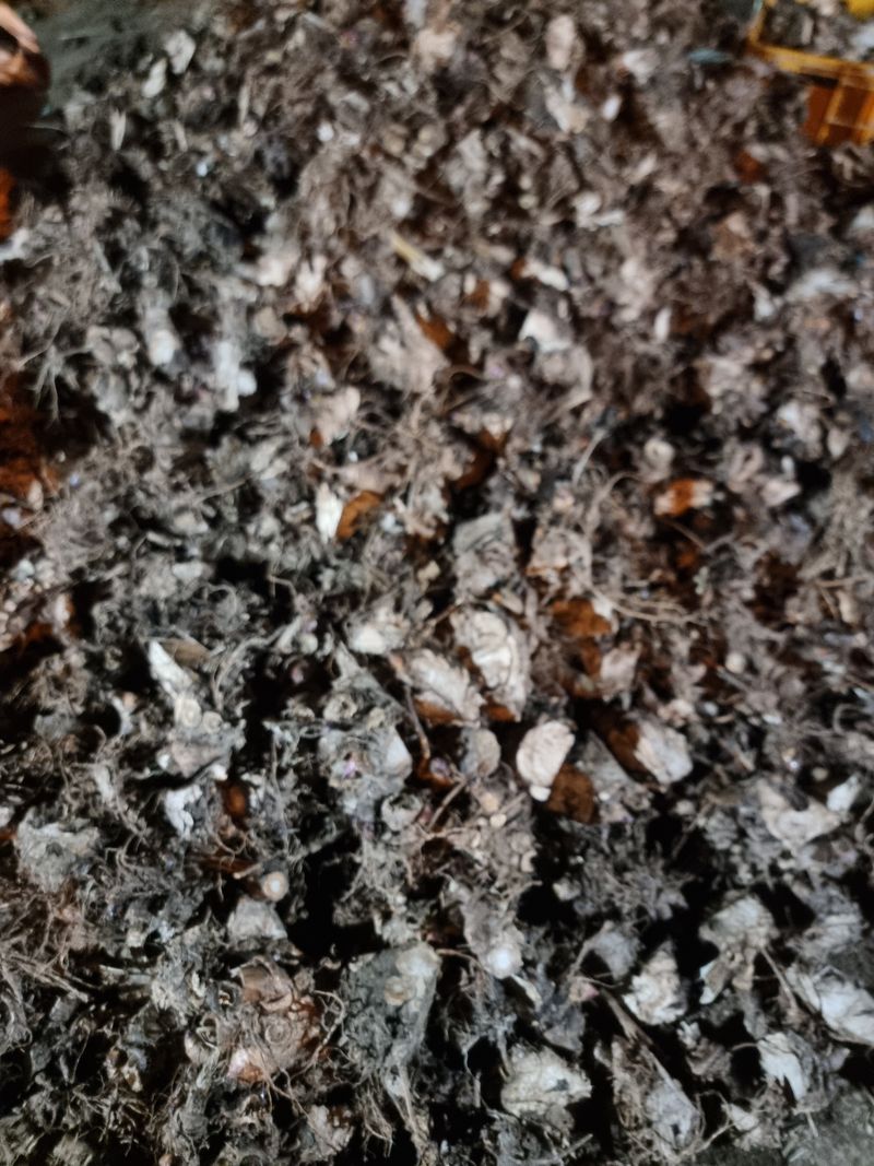 고원산야초 님의 장터 판매 상품 [땅두릅 뇌두 (종근)] 첨부 사진