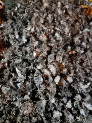 고원산야초 님의 작성글 사진