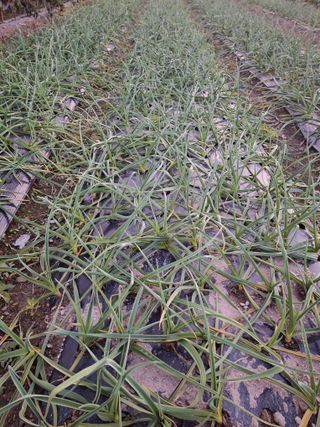 오남현님의 11월 내 작물 자랑하기 · 참여글 작성글 사진