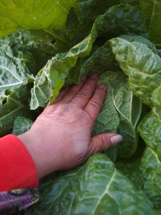 오남현님의 11월 내 작물 자랑하기 · 참여글 작성글 사진