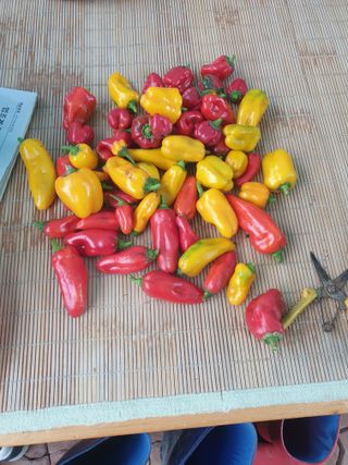 정옥성님의 자유주제 · 자유게시판 작성글 사진