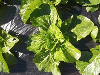 박희광님의 기타작물 · 자유게시판 작성글 사진