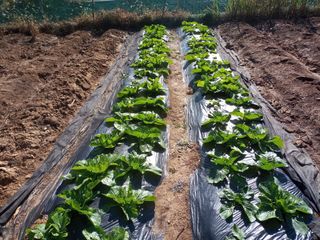 박희광님의 기타작물 · 자유게시판 작성글 사진