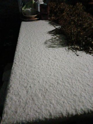 이상애초보농업님의 자유주제 · 자유게시판 작성글 사진