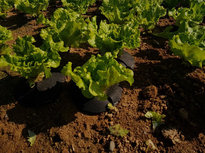 장터 상품 [코테카 양파 마늘 전용] 썸네일