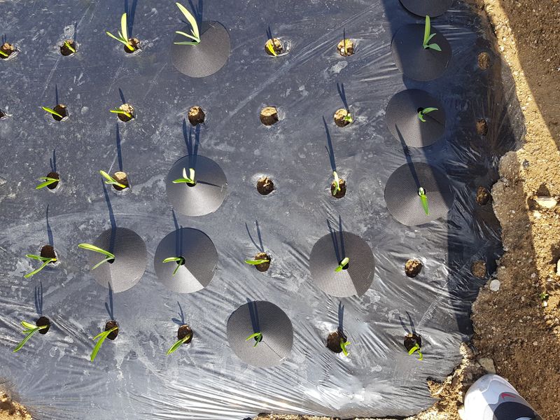 바이털사인님의 장터 판매 상품 [코테카 양파 마늘 전용] 첨부 사진