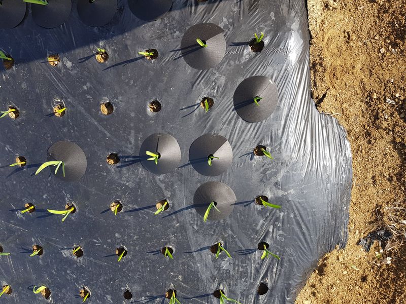 바이털사인님의 장터 판매 상품 [코테카 양파 마늘 전용] 첨부 사진