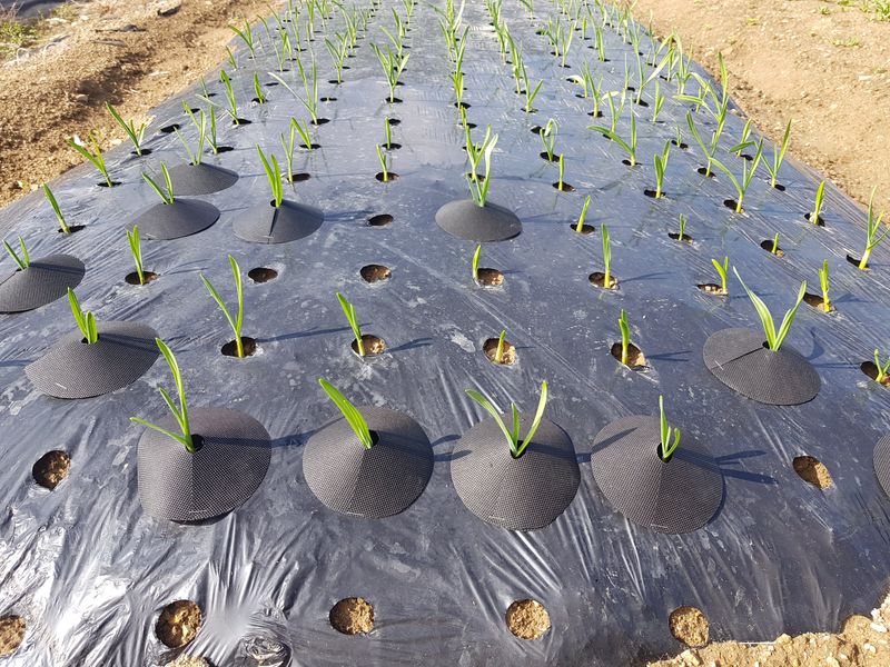 바이털사인님의 장터 판매 상품 [코테카 양파 마늘 전용] 첨부 사진