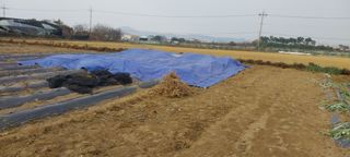 정진해님의 콩 · 영농일지 작성글 사진