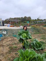 팜모닝 양배추·자유게시판 게시글 이미지
