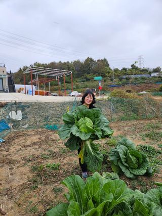 이소영님의 양배추 · 자유게시판 작성글 사진