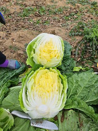 이소영님의 양배추 · 자유게시판 작성글 사진