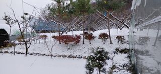 달맛햇복숭아농원님의 자유주제 · 사진전 작성글 사진