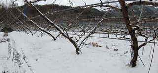 달맛햇복숭아농원님의 자유주제 · 사진전 작성글 사진