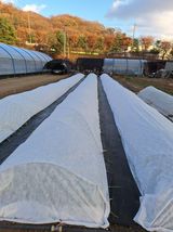 팜모닝 마늘·영농일지 게시글 이미지