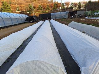 김광수님의 마늘 · 영농일지 작성글 사진