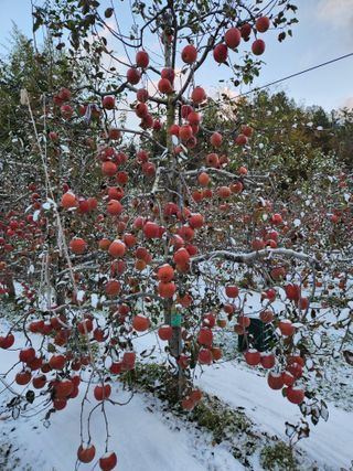 박영석님의 사과 · 일상 작성글 사진