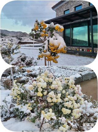 조용길님의 자유주제 · 자유게시판 작성글 사진